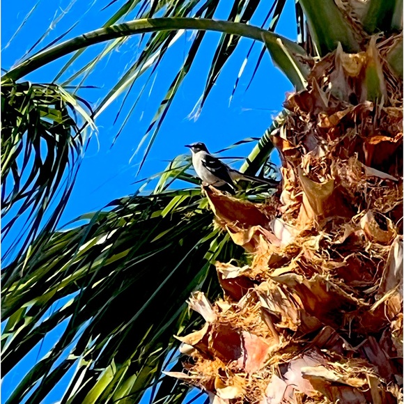 Meet your Posher, Colette - Picture 1 of 1